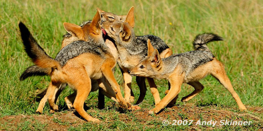 1 Day Lake Nakuru National Park Trip