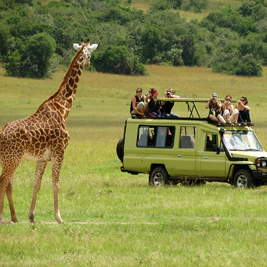 Tours & Safaris